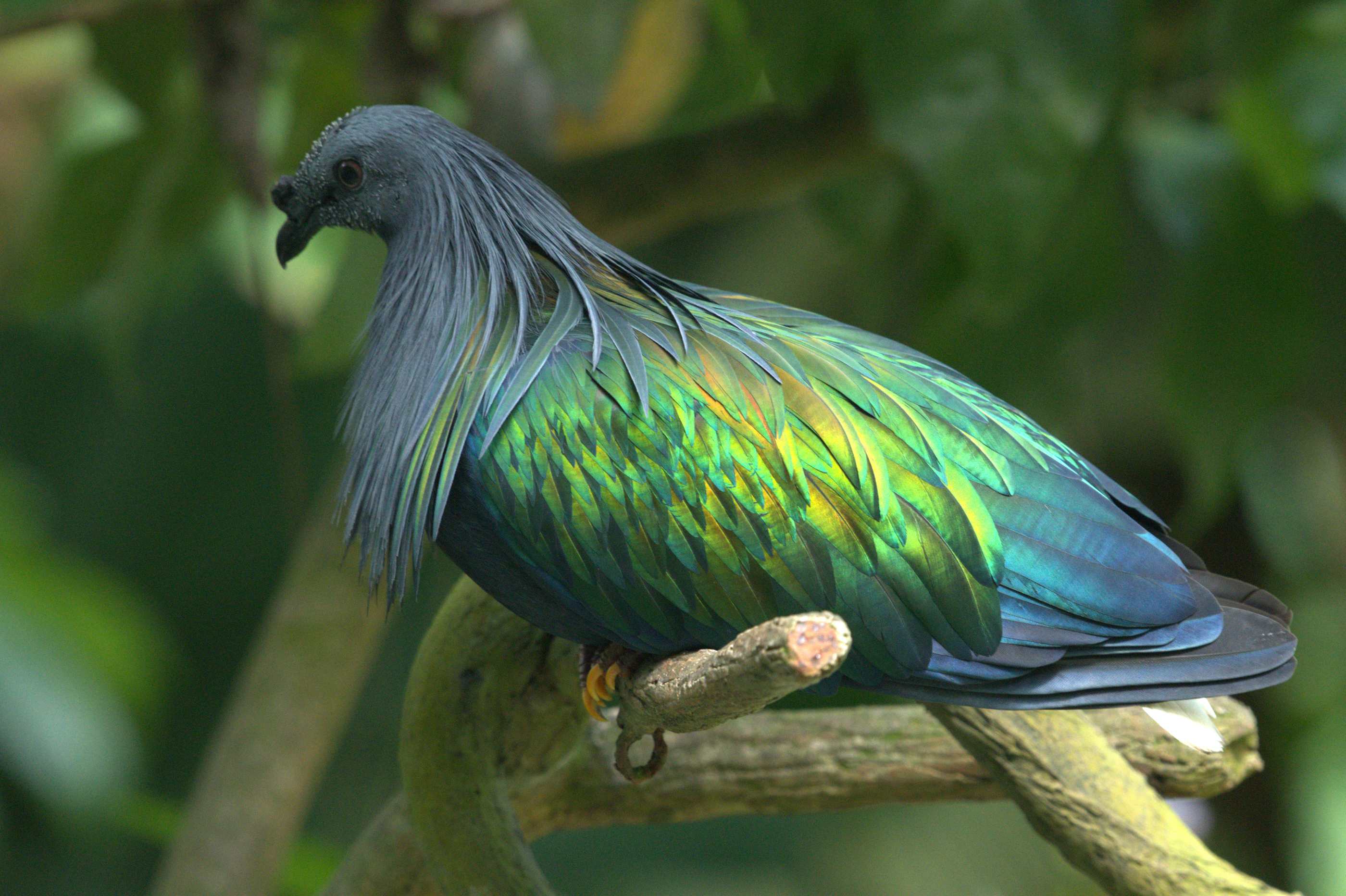 Birds